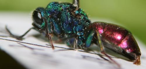 Chrysura austriaca